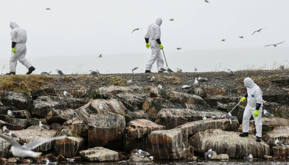 Det pågår et stort fugleinfluensautbrudd i Vadsø kommune i Finnmark. Det pågår et stort fugleinfluensautbrudd i Vadsø kommune i Finnmark.
