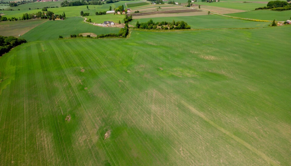 En åker i Stange kommune i Innlandet. Flere bønder har allerede tapt betydelige avlinger på grunn av tørken. En åker i Stange kommune i Innlandet. Flere bønder har allerede tapt betydelige avlinger på grunn av tørken. Foto: Stian Lysberg Solum / NTB