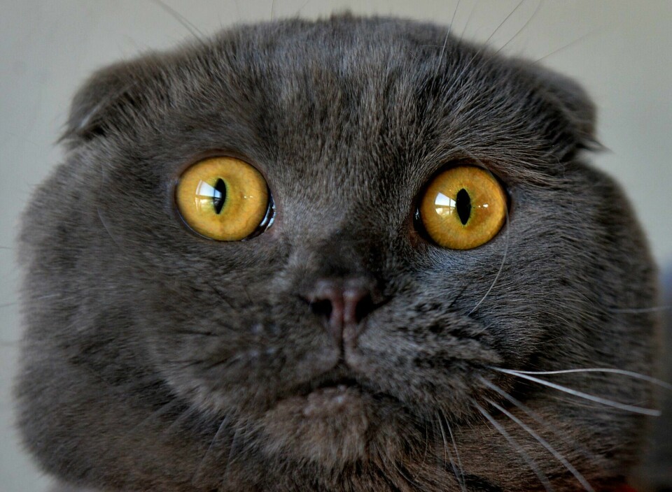 En katt av rasen scottish fold. TOPSHOT - A Scottish Fold cat is pictured during a cat exhibition in Bishkek on March 20, 2016. / AFP PHOTO / VYACHESLAV OSELEDKO