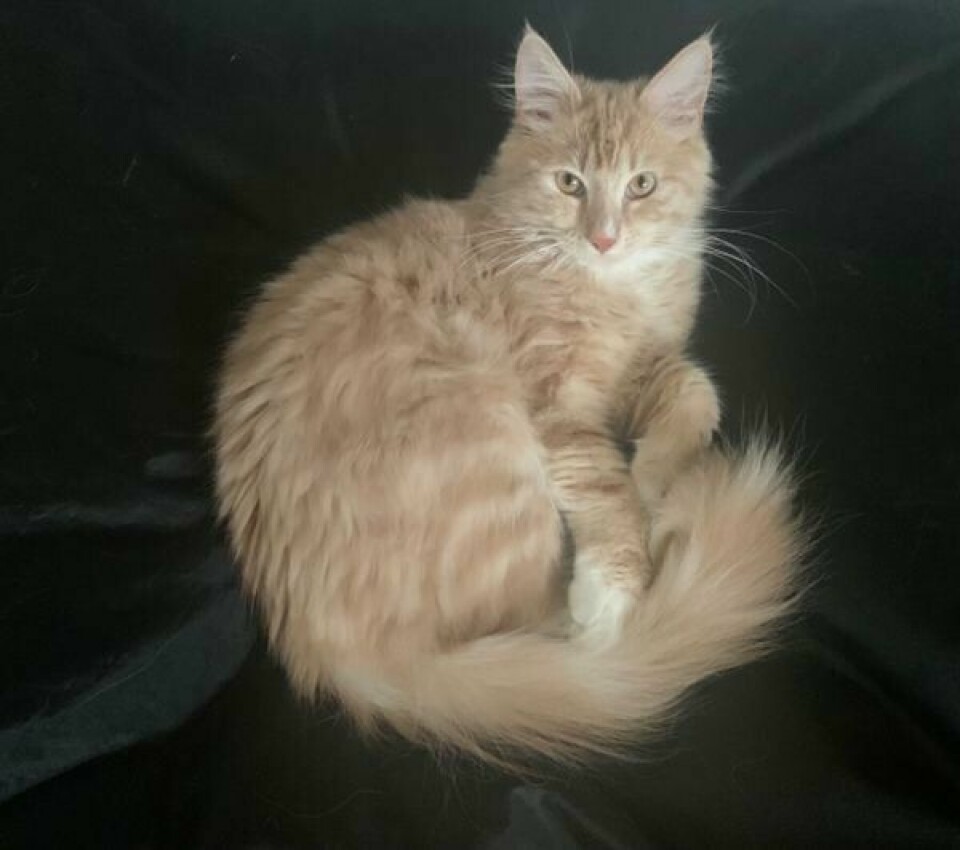 Ann Elin Piels katt, Timmy, er adoptert fra Hjelp Katten. Ann Elin Piels katt, Timmy, er adoptert fra Hjelp Katten.