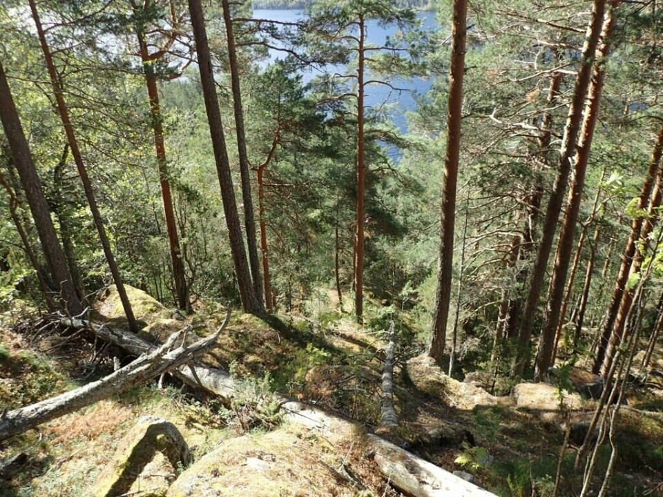 Regjeringen vernet 42 nye skogområder 20. juni. Skitnebufjellet og Kopslandåsen naturreservat i Notodden kommune i Telemark ble da utvidet. Her er det blant annet gammel lågurtfuruskog. Regjeringen vernet 42 nye skogområder 20. juni. Skitnebufjellet og Kopslandåsen naturreservat i Notodden kommune i Telemark ble da utvidet. Her er det blant annet gammel lågurtfuruskog.