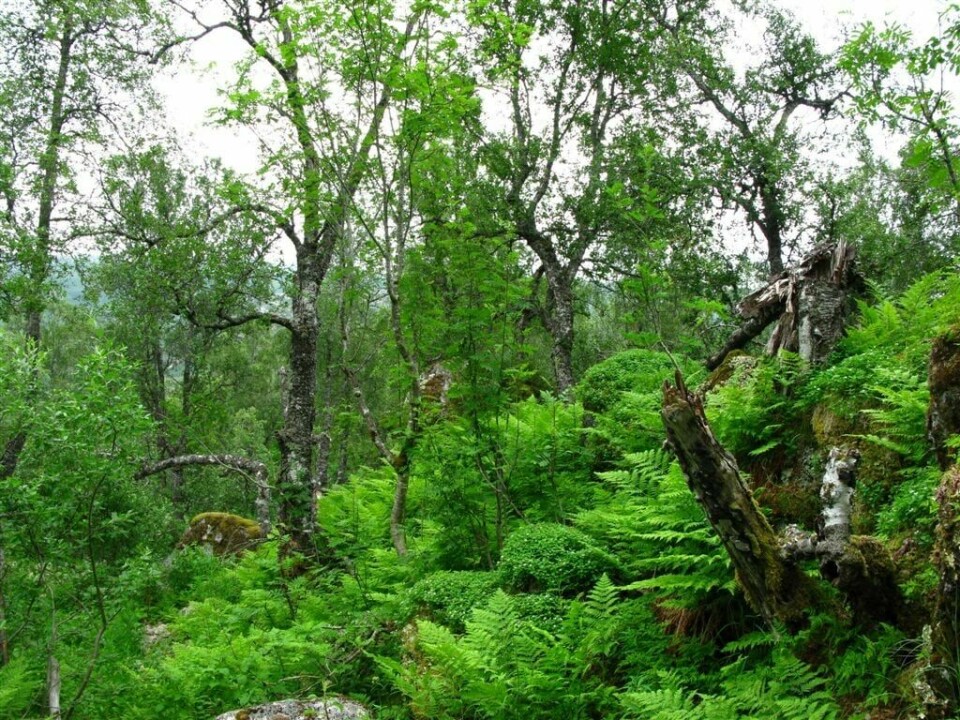I Lødingen kommune i Nordland finner vi nå Torselva naturreservat med gammel lauvskog, etter regjeringens seneste vernevedtak. I Lødingen kommune i Nordland finner vi nå Torselva naturreservat med gammel lauvskog, etter regjeringens seneste vernevedtak.