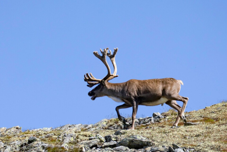 Vi håper at Bondelaget vil se fornuften i en kunnskapsbasert og føre-var-basert gjennomgang av helheten i saueholdets påvirkning på villrein i fjellområder, skriver leder i Naturvernforbundet, Truls Gulowsen. Reinsdyr hopper