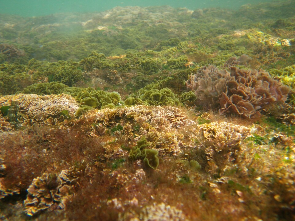 Forskere ved Cambrige Universty har funnet at det viktige vitaminet B12 også kan finnes i alger, ikke bare i animalske matvarer. Seabed in the Royal National Park, NSW.