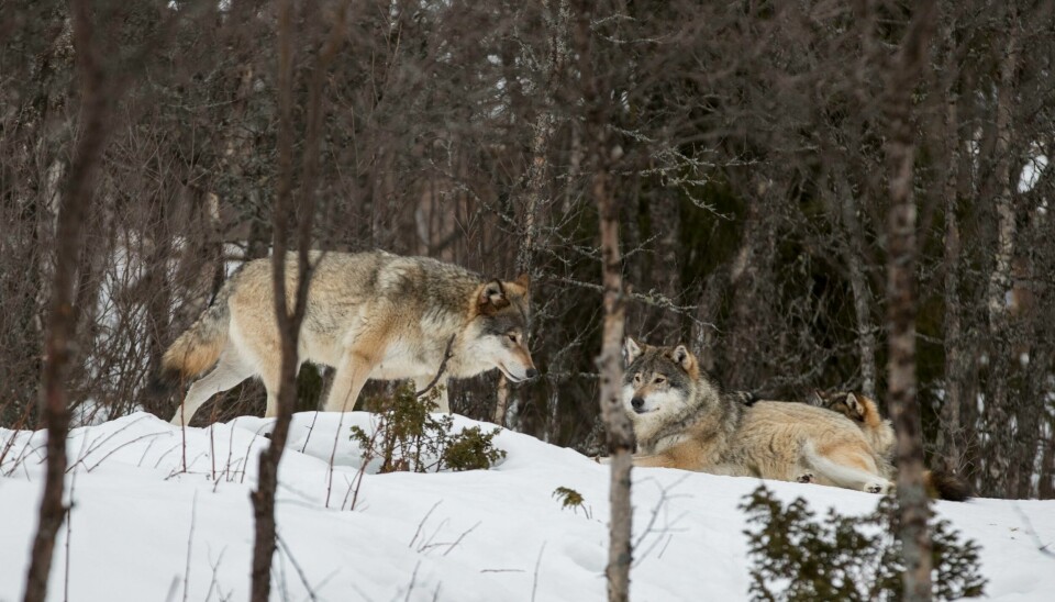 Illustrasjonsfoto. Rovdata har komme med tal for ulv, bjørn, jerv og gaupe i Noreg. Desse ulvane er fotograferte i Langedrag Naturpark og er naturleg nok ikkje ein del av teljinga. Arkivfoto: Heiko Junge / NTB / NPK