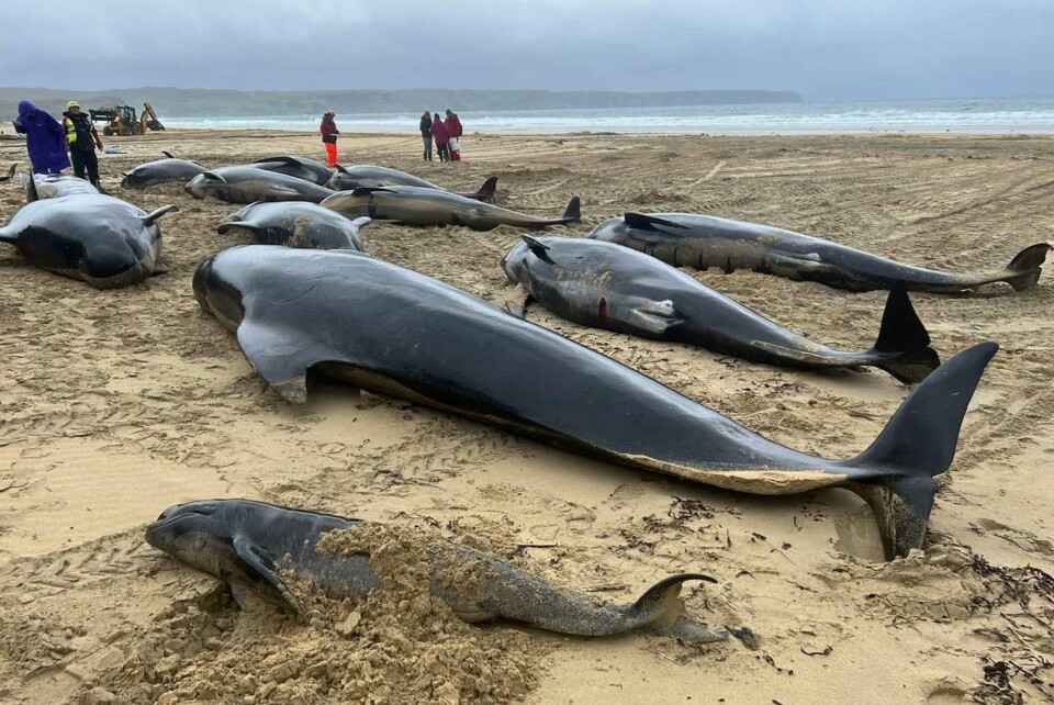 En flokk på 55 grindhvaler døde etter at de strandet på øya Lewis i Skottland i helgen. En flokk på 55 grindhvaler døde etter at de strandet på øya Lewis i Skottland i helgen. Foto: Cristina McAvoy / BDMLR via AP / NTB