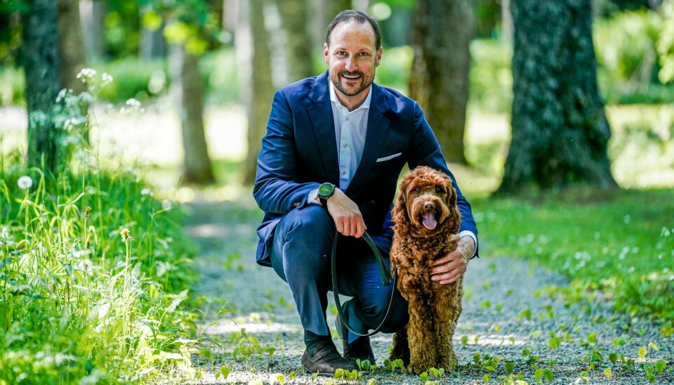 Kronprins Haakon ute på en luftetur med hunden Molly Fiskebolle på Skaugum, hvor kronprinsfamilien bor. Torsdag blir han 50-åring. Kronprins Haakon ute på en luftetur med hunden Molly Fiskebolle på Skaugum, hvor kronprinsfamilien bor. Torsdag blir han 50-åring.Foto: Lise Åserud / NTB