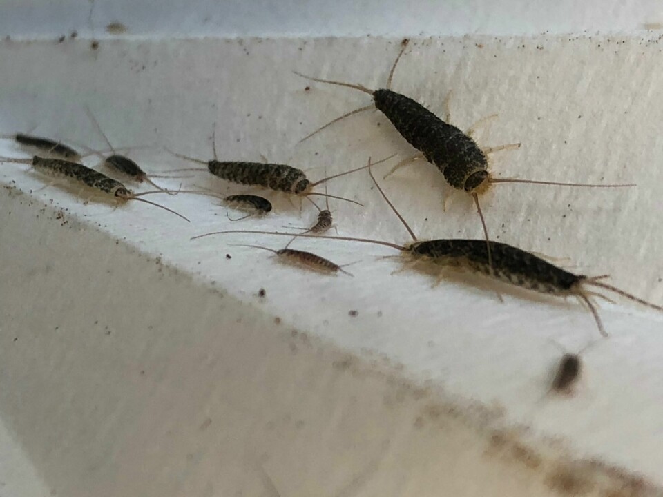 Problemet med skjeggkre kan reduseres betydelig med ny metode. Foto: Norsk Hussopp Forsikring. Kre