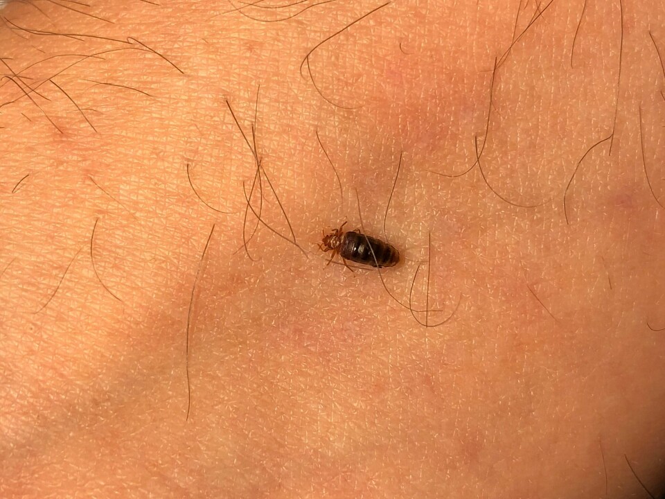 Denne veggedyret har nettopp fått seg et bedre måltid. Kre