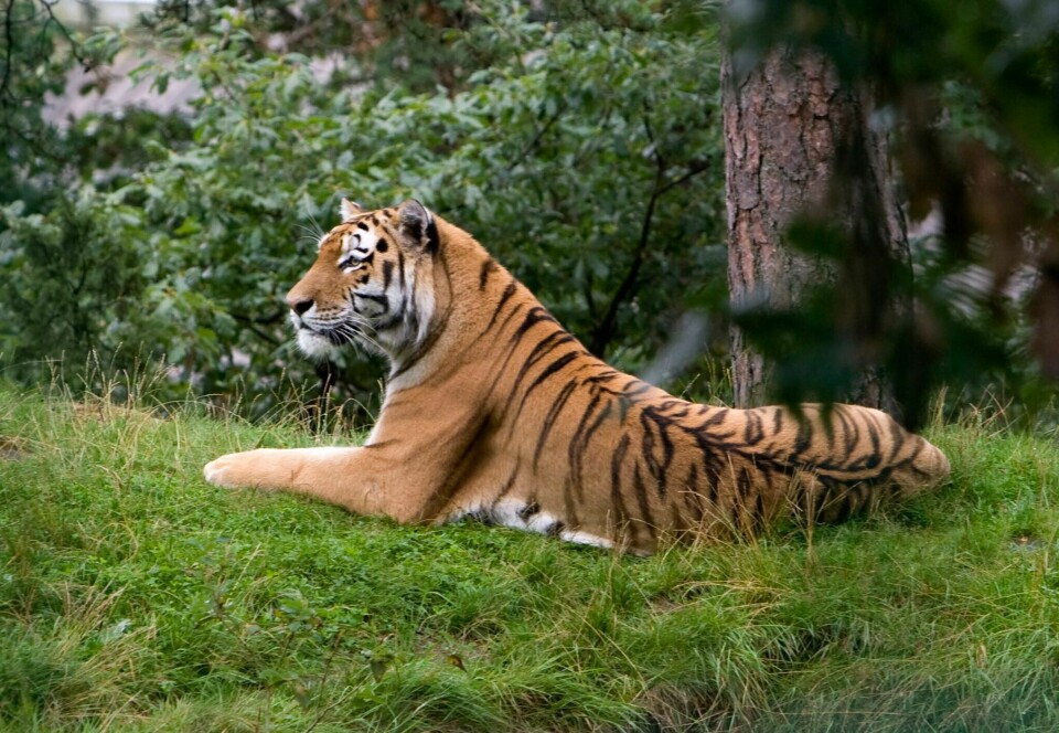 Det bor i dag 131 tigre i fjellnasjonen Bhutan. Det er en økning på 27 prosent de siste åtte årene. Illustrasjonsfoto: Bjørn Sigurdsøn / NTB Det bor i dag 131 tigre i fjellnasjonen Bhutan. Det er en økning på 27 prosent de siste åtte årene. Illustrasjonsfoto: Bjørn Sigurdsøn / NTB