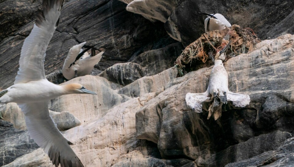 Truslene mot sjøfuglene er mange. Denne havsula ble hengende fast i et fiskegarn på fuglefjellet i Runde i 2019. Truslene mot sjøfuglene er mange. Denne havsula ble hengende fast i et fiskegarn på fuglefjellet i Runde i 2019.