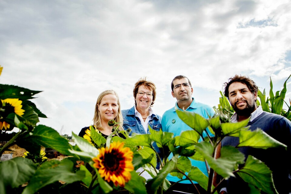 Marianne Borgen sammen med agronom Tarik Amin, Shoaib Sultan, MDG og Maiken McCormick på takhagen på Alna Senter i 2013. Borgen