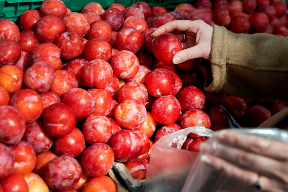 Illustrasjonsfoto Snart kommer det norske plommer i butikkene. Foto: Gorm Kallestad / NTB