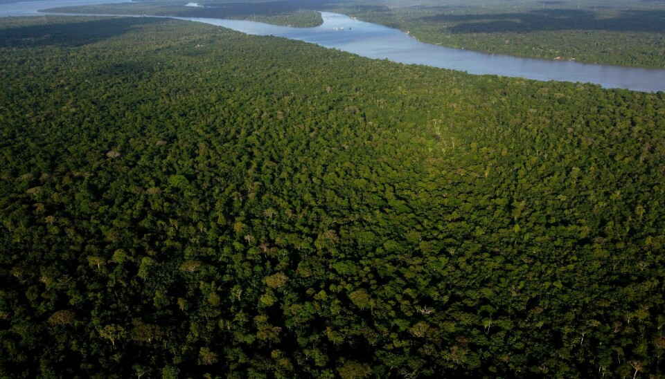 Regnskog i nærheten av byen Belém i delstaten Para i Brasil. Regnskog i nærheten av byen Belém i delstaten Para i Brasil. Foto: Eraldo Peres / AP / NTB