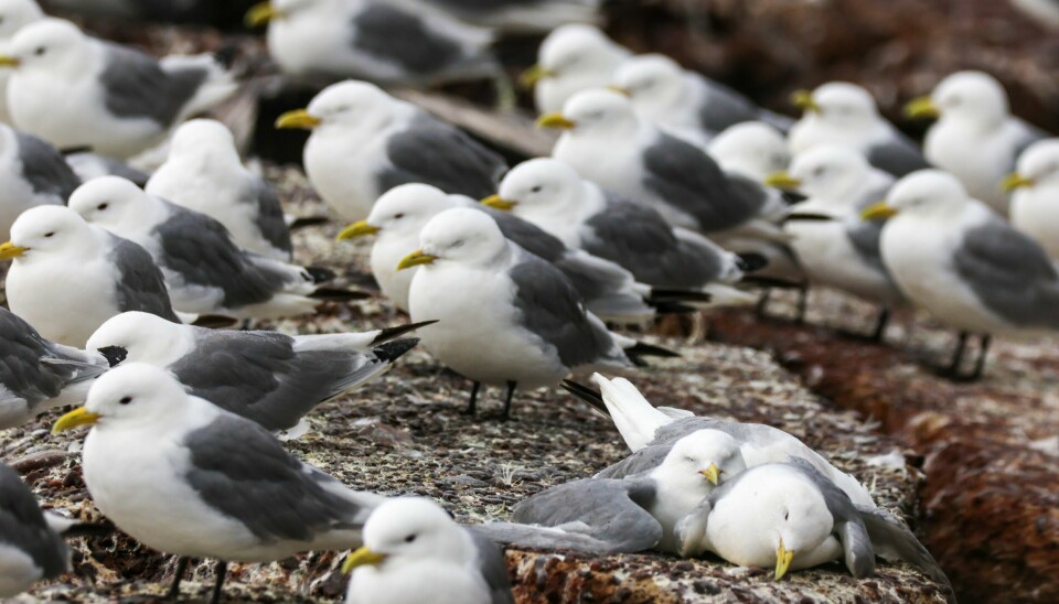Vadsø, hvor dette bildet er tatt, er et av stedene hvor den lokale fuglebestanden har blitt rammet av fugleinfluensa. Vadsø 20230720. Det pågår et stort fugleinfluensautbrudd i Vadsø kommune i Finnmark. Bare fram til lunsj på fredag samlet kommunen opp 895 døde fugler.Foto: Øyvind Zahl Arntzen / NTB