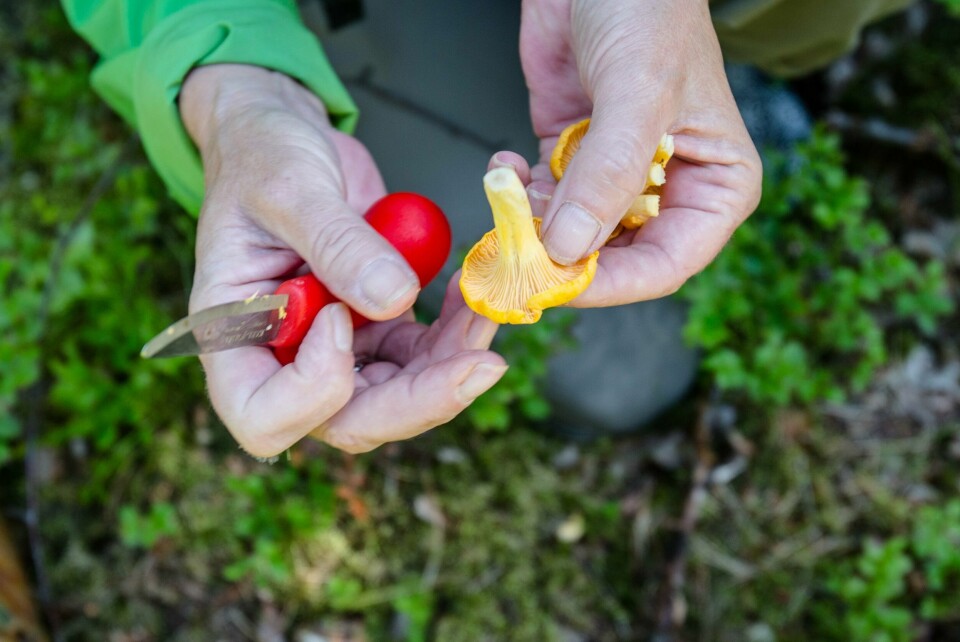 Drømmer du om smørstekt kantarell? Da har skogen godt nytt å melde. Drømmer du om smørstekt kantarell? Da har skogen godt nytt å melde.