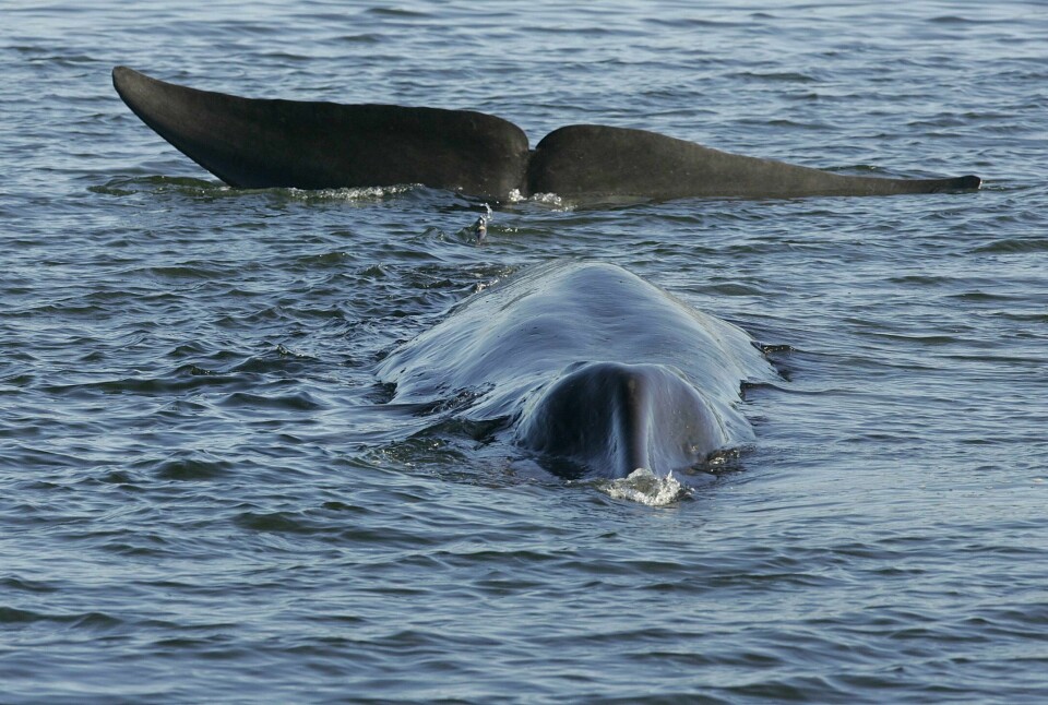 Island gjenopptar kommersiell hvalfangst. Island gjenopptar kommersiell hvalfangst. Foto: Polfoto / AP / NTB