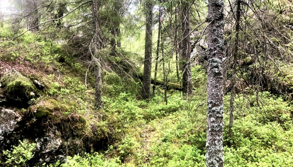 En mann i 50-årene måtte hentes hjem etter at han hadde vært på jakttur. Illustrasjonsfoto skog trær karbon miljø