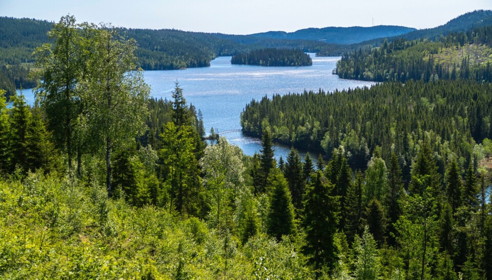 Skogvern står sentralt i byrådets nye handlingsplan for biologisk mangfold i Oslo. Bildet viser området ved innsjøen Hakkloa i Nordmarka. Skogvern står sentralt i byrådets nye handlingsplan for biologisk mangfold i Oslo. Bildet viser området ved innsjøen Hakkloa i Nordmarka.