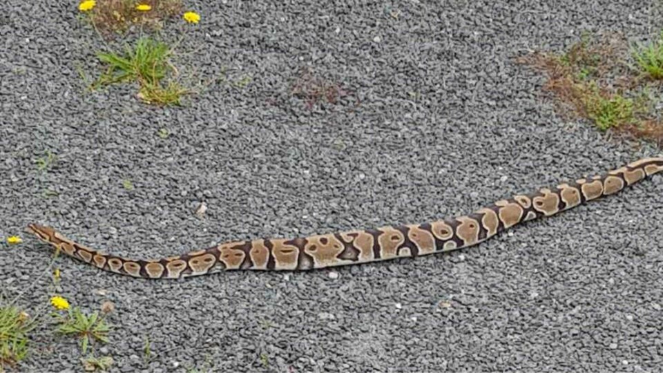 Det er observert en stor boaslange i Asker. Den har lagt seg under en terrasse. Mattilsynet er varslet. Det er observert en stor boaslange i Asker. Den har lagt seg under en terrasse. Mattilsynet er varslet.