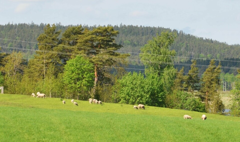 Antallet husdyrbønder i Aremark synker. Antallet husdyrbønder i Aremark blir færre.