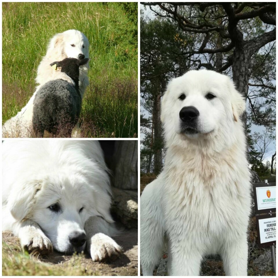 Hunderasen Maremma er en utpreget hyrdehund med sterkt vaktinstinkt. Som vokter i arbeid er det ikke en hund som angriper, men den skremmer bort rovdyra. Hunderasen Maremma er en utpreget hyrdehund med sterkt vaktinstinkt. Som vokter i arbeid er det ikke en hund som angriper, men den skremmer bort rovdyra.
