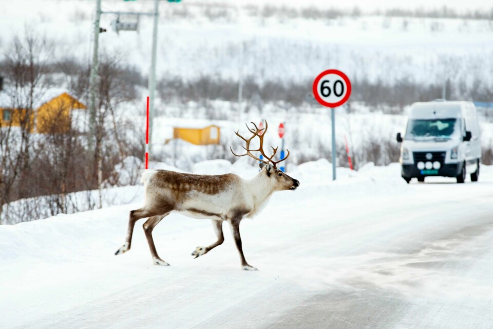 Med seks mot fem har Høyesterett avgjort at det Er Finnmarkseiendommen som har eiendomsretten til all grunn som ikke er i privat eie i Karasjok kommune. Her ser vi reindyr krysser riksvei 93 melleom Alta og Karasjok. Reindyr krysser riksvei 93 mellom Alta og Karasjok. Fredag skal Høyesterett avgjøre om de store utmarksarealene i Karasjok skal tilhøre lokalbefolkningen i kommunen, samene i kommunen eller Finnmarkseiendommen. Foto: Heiko Junge / NTB
