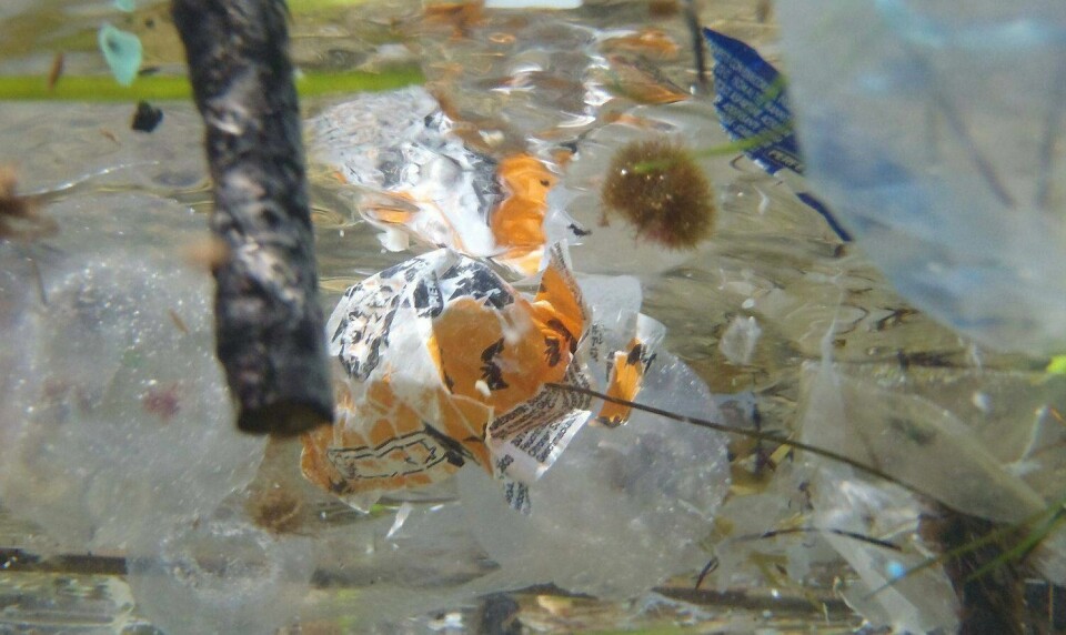 EVIG LIV: Plast brytes ned til mikroplast i havet. Fisk og fugl kan få en suppe av forurensning i seg – eller kveles av større plastbiter. FOTO: J.A. VAN FRANEKER/NTB SCANPIX