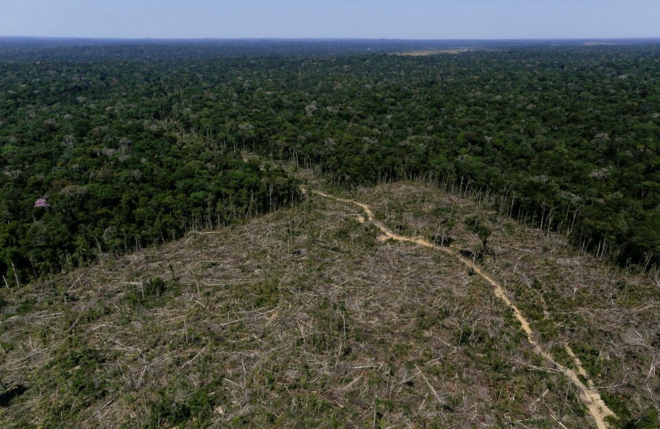 hogges: Avskoging i Amazonas har lenge vært en kjent sak, men under den nye regjeringen har takten økt betydelig. FOTO: BRUNO KELLY/NTB SCANPIX