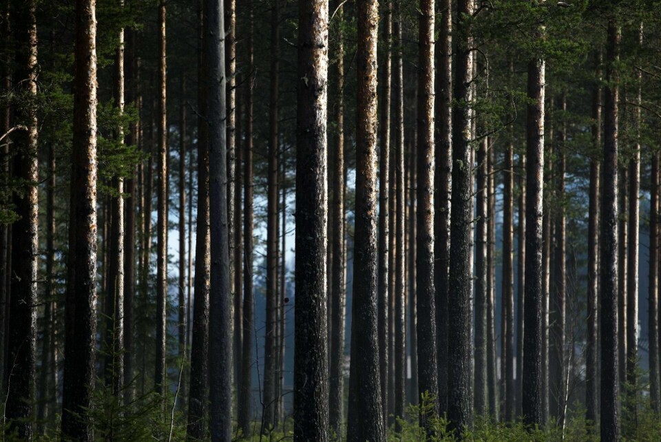 En krise: De omfattende vindkraftplanene er tragiske fordi verdifulle naturkvaliteter ødelegges for alltid. FOTO: BERIT ROALD/NTB SCANPIX