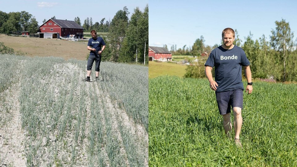 Tørkesommer i fjor – ligger an til kronår i år ###