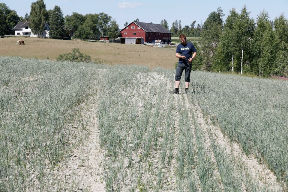 Juli 2018: Her ser vi bonde Lars Halvor Stokstad i Ullensaker i fjor. Kornavlingen var kjørt, og at han vil få under det halve av normal avling i år. Kløfta 20180703.
Bonde Lars Halvor Stokstad på Kløfta driver med korn, melk og kjøtt. Kornavlingen er kjørt, og at han vil få under det halve av normal avling i år
Foto: Gorm Kallestad / NTB scanpix