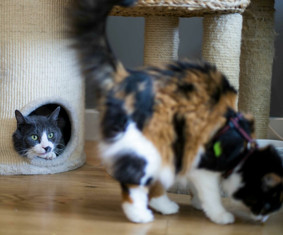 TERAPIKATT: Muskat (9, til høyre) er terapikatt for andre fosterkatter og skal gå foran med et godt og rolig eksempel. Samboer og fosterkatt Junior (til venstre) følger med. FOTO: NTB SCANPIX TERAPIKATT: Muskat (9, til høyre) er terapikatt for andre fosterkatter og skal gå foran med et godt og rolig eksempel. Samboer og fosterkatt Junior (til venstre) følger med. FOTO: NTB SCANPIX