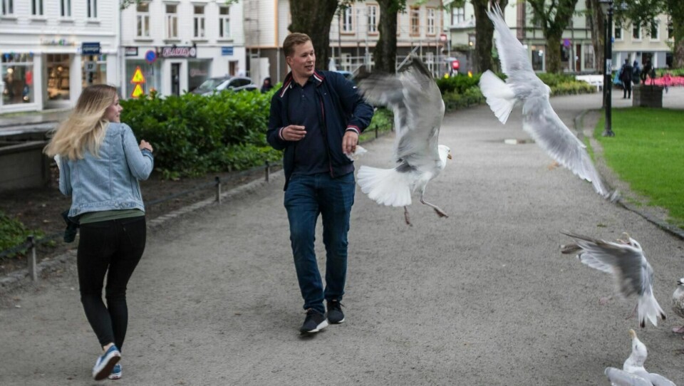 Ungdomskandidat i Høyre og medlem i KMU, Nina Ørnes og bystyrerepresentant for Høyre, Morten Landråk Asbjørnsen, mener måkene i Stavanger har blitt et stort problem fordi de er aggressive og stjeler mat, skrev RA 8. august.