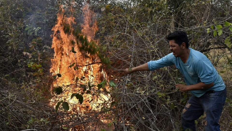 Bolivia: Det er ikke bare i Brasil at Amazonas brenner. Her forsøker en frivillig å slukke en brann i Bolivia.FOTO: NTB SCANPIX Bolivia: Det er ikke bare i Brasil at Amazonas brenner. Her forsøker en frivillig å slukke en brann i Bolivia.FOTO: NTB SCANPIX