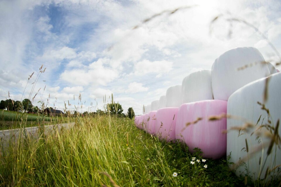 Hvite og rosa rundballer på Nedre Ramby ved Kløfta i Akershus. Mange bønder over hele landet kjøper rosa rundballeplast fra Felleskjøpet og støtter dermed brystkreftforskning. Foto: Jon Olav Nesvold / NTB scanpix