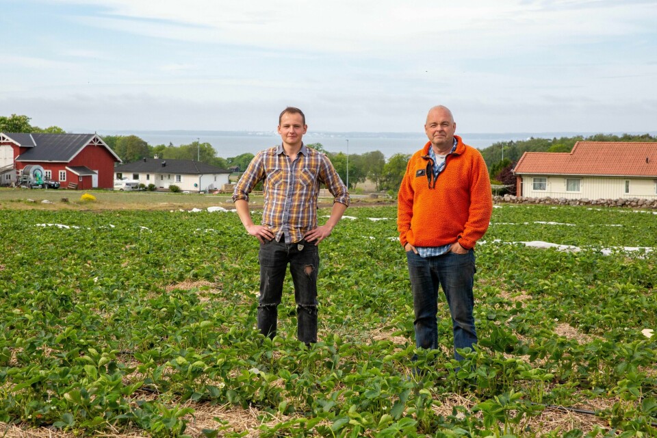 Arnstein Pollestad fra Dilling (til høyre), en av Norges største jordbærbønder. I år er det strenge smitteverntiltak på grunn av koronaviruset. Her med polske Rafal Schönborn, som har jobbet for Pollestad i snart ti år på rad. Han er i dag Pollestads høyre hånd under jordbærsesongen.