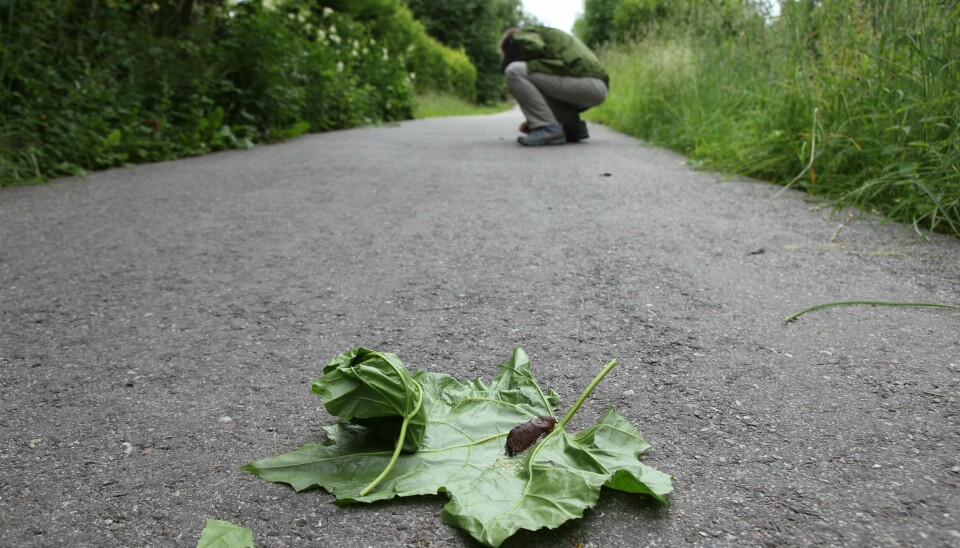 Leder i Konnerud hagelag, Brede Holst, ser bare veien for snegler.