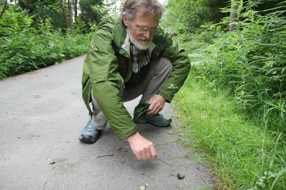 Her fikk de kontroll på brunsnegleproblemet ###