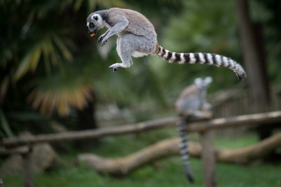(FILES) In this file photograph taken on May 6, 2020, a lemur jumps with a piece of carrot in his mouth at the zoological park 'Planete Sauvage' at Saint-Pere-en-Retz, on the outskirts of Nantes. - Almost all species of lemur, the tiny saucer-eyed primates native to Madagascar, face extinction, an international conservation body warned on July 9, 2020, adding to its growing list of animals and plants under threat. Of the 107 surviving lemur species on the island, some 103 are threatened, including 33 that are critically endangered -- the last stop before 'extinct in the wild', the International Union for the Conservation of Nature said. (Photo by Loic VENANCE / AFP) (FILES) In this file photograph taken on May 6, 2020, a lemur jumps with a piece of carrot in his mouth at the zoological park 'Planete Sauvage' at Saint-Pere-en-Retz, on the outskirts of Nantes. - Almost all species of lemur, the tiny saucer-eyed primates native to Madagascar, face extinction, an international conservation body warned on July 9, 2020, adding to its growing list of animals and plants under threat. Of the 107 surviving lemur species on the island, some 103 are threatened, including 33 that are critically endangered -- the last stop before 'extinct in the wild', the International Union for the Conservation of Nature said. (Photo by Loic VENANCE / AFP)