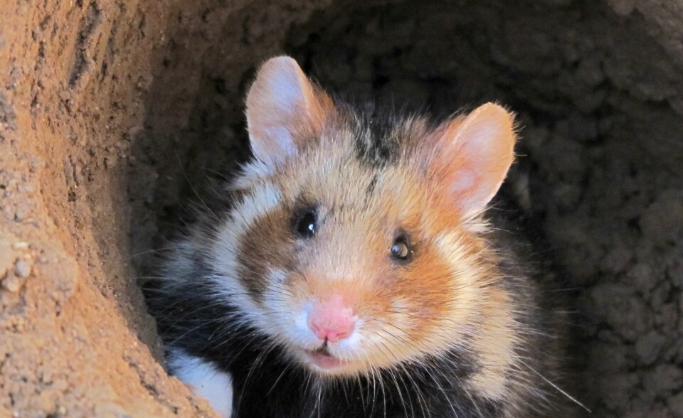 In this undated handout photo provided by the International Union for the Conservative Nature, a European Hamster looks out of a hole. The International Union for the Conservative Nature, has updated its red list of threatened species. The European Hamster (Cricetus cricetus), once abundant across Europe and Russia, has suffered severe populations declines across its entire range and is now listed as Critically Endangered on the IUCN Red List. (Mathilde Tissier/IUCN via AP) In this undated handout photo provided by the International Union for the Conservative Nature, a European Hamster looks out of a hole. The International Union for the Conservative Nature, has updated its red list of threatened species. The European Hamster (Cricetus cricetus), once abundant across Europe and Russia, has suffered severe populations declines across its entire range and is now listed as Critically Endangered on the IUCN Red List. (Mathilde Tissier/IUCN via AP)