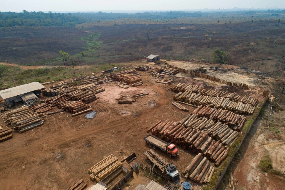 Avskogingen øker kraftig i verdens største regnskog Amazonas under Brasils høyrepopulistiske president Jair Bolsonaro. Foto: AP / NTB scanpix