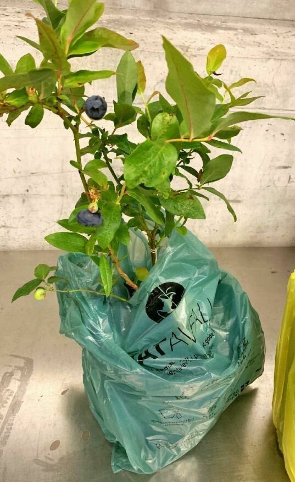 Tollerne på Svinesund stanset en varebil med en hel frukthage i bagasjen, blant annet denne buska med amerikanske blåbær. Tollerne på Svinesund stanset en varebil med en hel frukthage i bagasjen, blant annet denne buska med amerikanske blåbær.