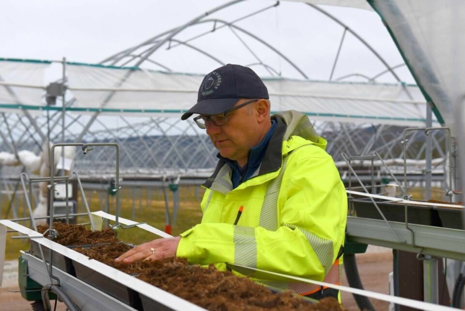 Jordbærbonde Simen Myhrene på gården i Lier. I april var han redd for å gå konkurs, men etter noen perioder med «kaos» i våres, ser det ut til at sesongen skal gå bra for jordbærprodusenten likevel.