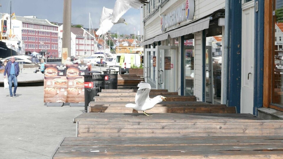 Måkene har funnet ut at Torget i Stavanger er et perfekt matfat. Foto: Marthe Knutsen