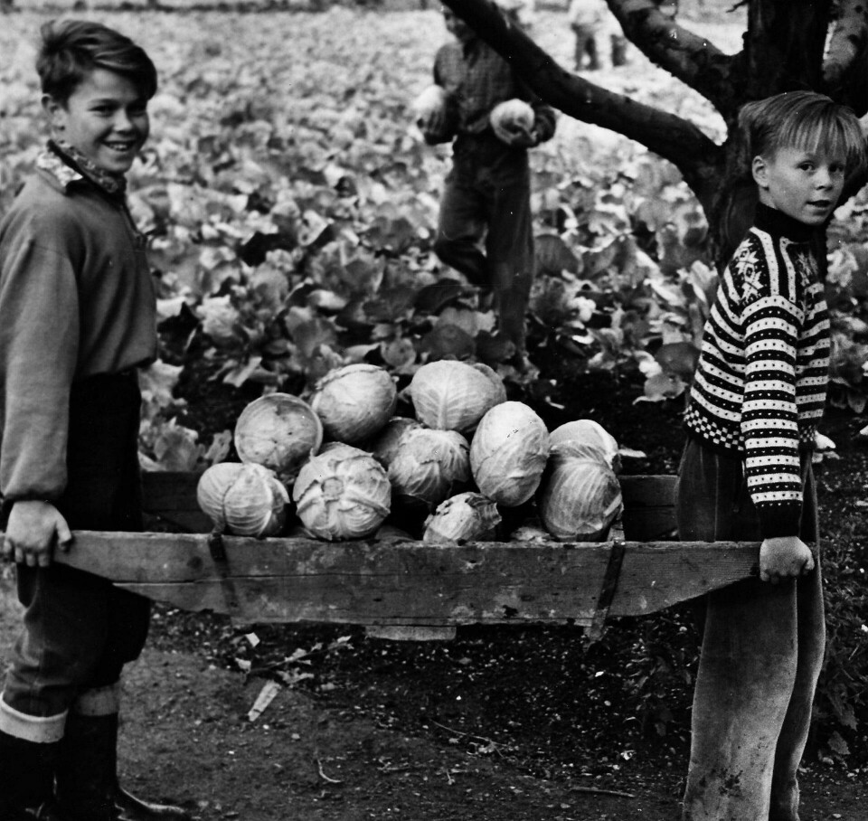 Kålhuer høstes på Geitmyra i september 1955. Kålhuer høstes på Geitmyra i september 1955.