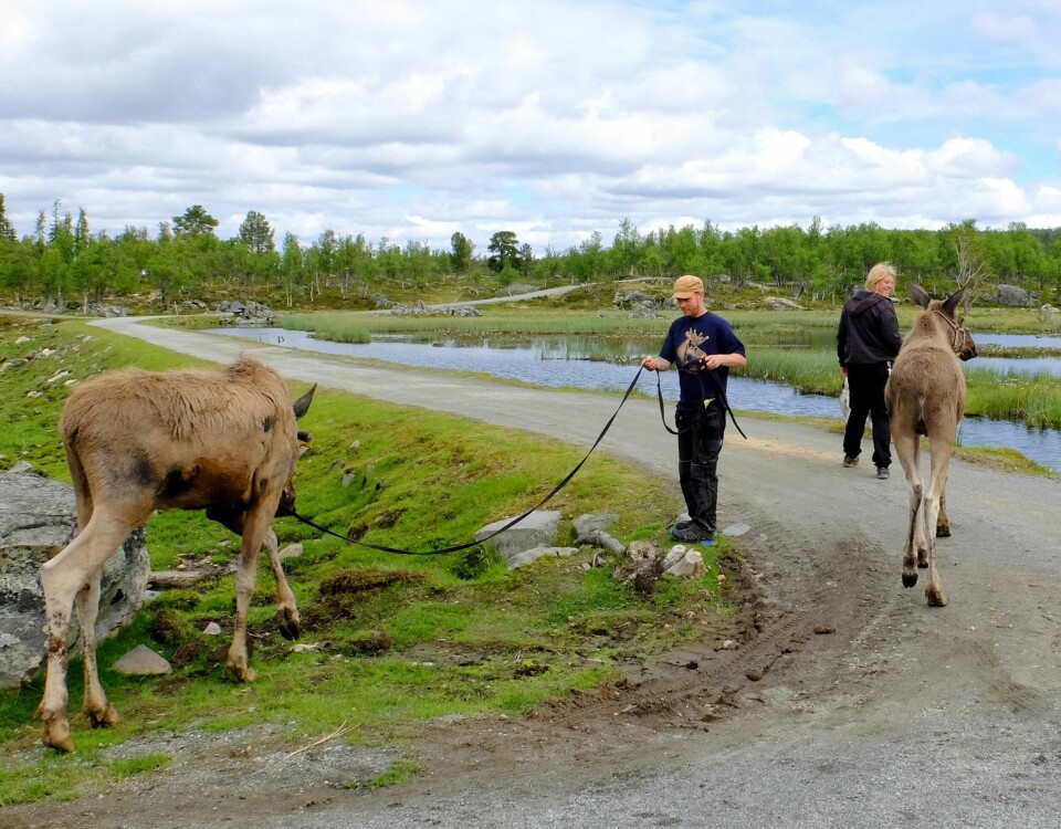 Flere glade småtasser på Langedrag ###