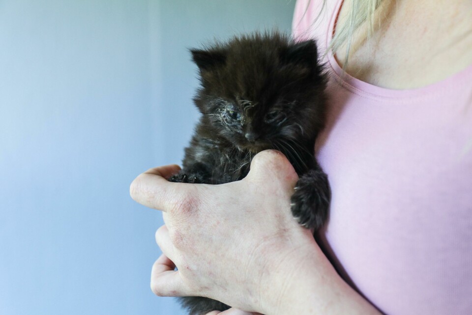 Her er kattungen May Lis Finnesand fant på fredag. Hun er nå nødhjem til katten som trenger behandling for å kunne se godt igjen. Her er kattungen May Lis Finnesand fant på fredag. Hun er nå nødhjem til katten som trenger behandling for å kunne se godt igjen.
