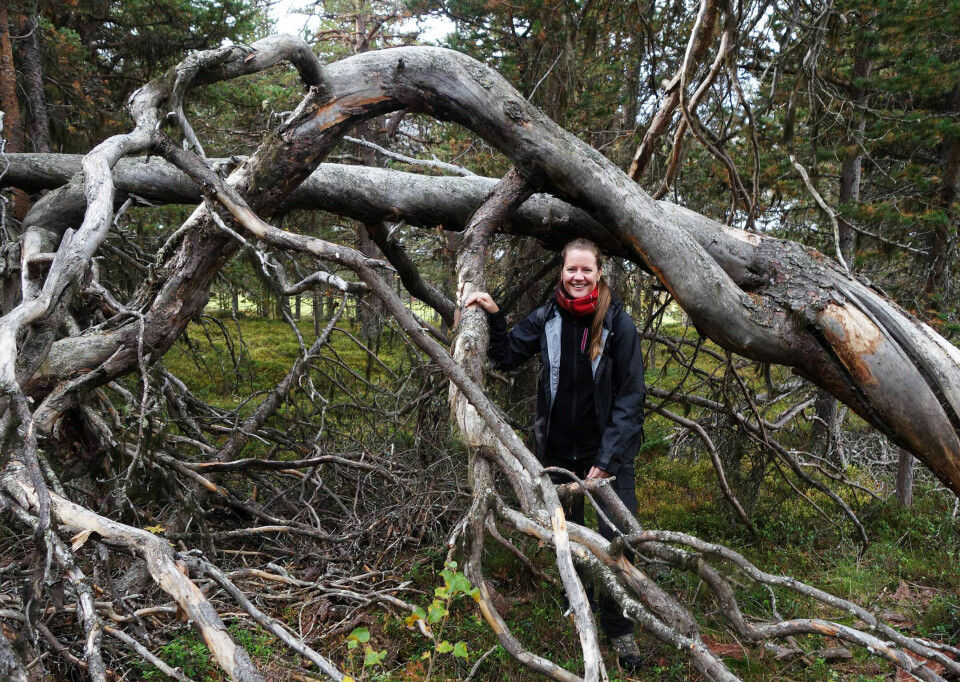 Lemonsjølia i Våga i Oppland, er et av de verneverdige skogområdene Statskog eier, opplyser Trude Myhre i WWF-Norge. Miljøorganisasjonen håper området snart kan vernes, slik at en rekke utrydningstruede arter kan sikres for all framtid. FOTO: PETTER OLSEN/WWF-NORGE Lemonsjølia i Våga i Oppland, er et av de verneverdige skogområdene Statskog eier, opplyser Trude Myhre i WWF-Norge. Miljøorganisasjonen håper området snart kan vernes, slik at en rekke utrydningstruede arter kan sikres for all framtid. FOTO: PETTER OLSEN/WWF-NORGE