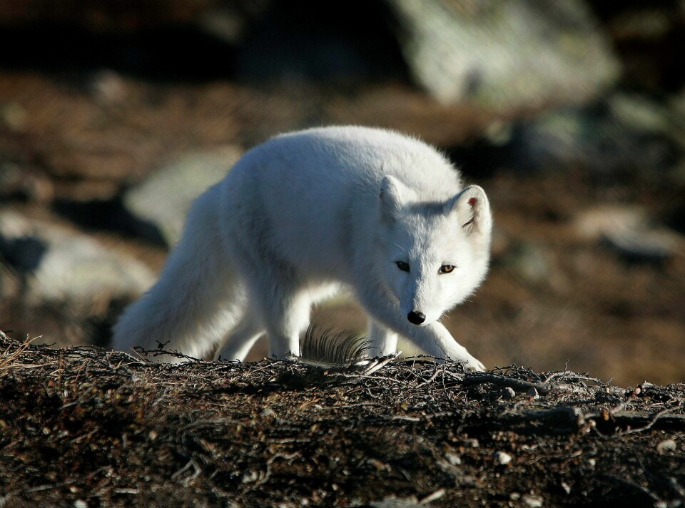 Fjellreven er truet i norsk natur. I stedet for å ta kloke og viktige forvaltningsmessige grep, har regjeringen svekket arbeidet med biologisk mangfold, mener Bredo Berntsen. FOTO: GORM KALLESTAD/NTB SCANPIX